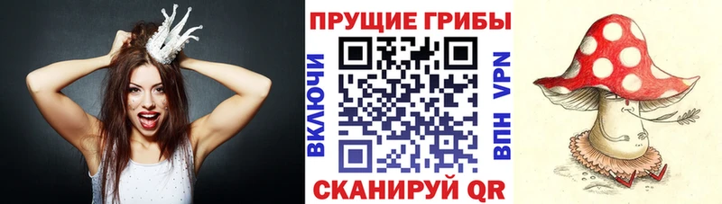 Купить где  Алексин  Псилоцибиновые грибы Cubensis 